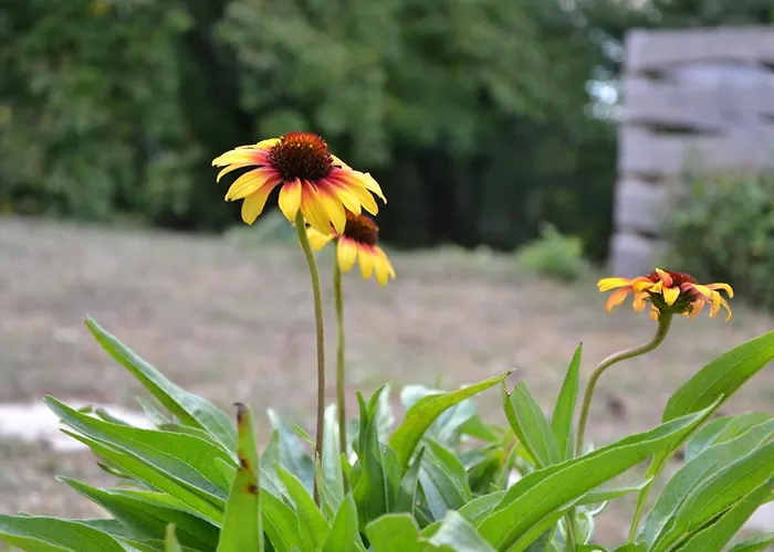 度假居 Kobra House *