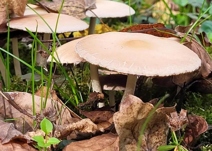 度假居 Kobra House *